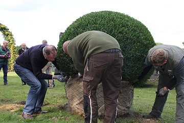 Weil und zwei Mitarbeiter legen ein Drahtnetz um den Ballen eines großen Buxus.