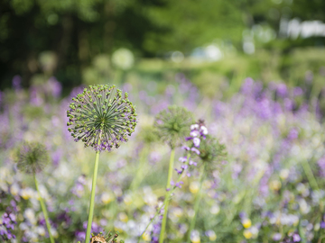 Sommerreise 2018, Blumenpracht im Park der Gärten in Bad Zwischenahn