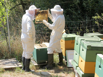 Kontrolle eines Bienenstocks