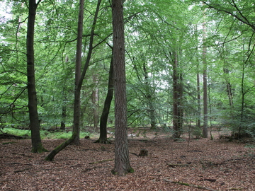 Der Umbau zu einem nachhaltigen Wald ist eine langfristige Aufgabe