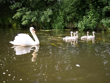 Landschaftliche Idylle auf der Aller; Schwähne auf dem Fluß