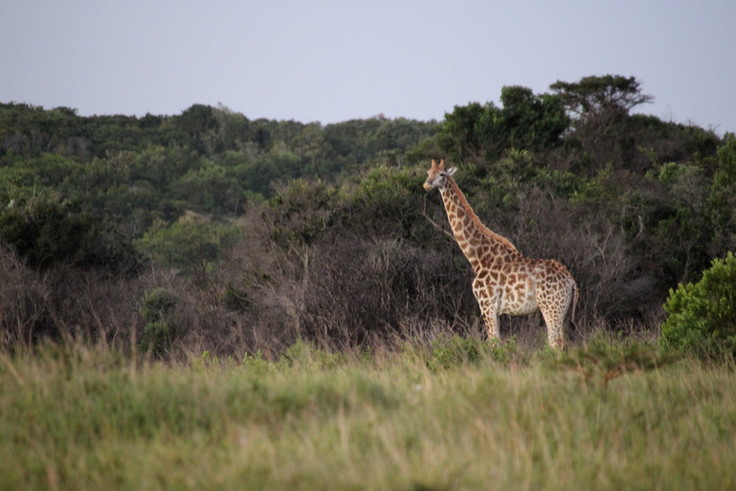 Giraffe in freier Wildbahn