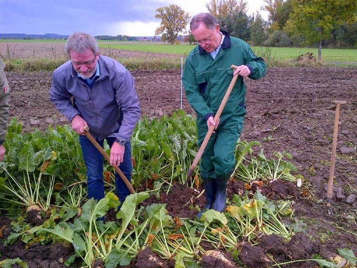 Arbeitseinsatz des Ministerpräsidenten Stephan Weil bei der Rübenernte