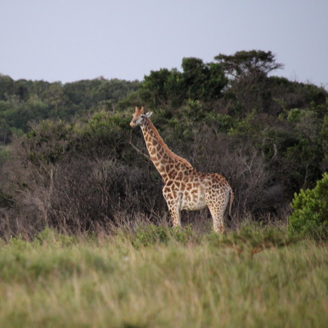 Giraffe in freier Wildbahn